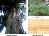 than-cay-go-hinoki.jpg