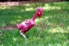 naked-chicken-5.jpg