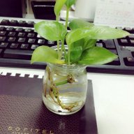 anh2votinh
