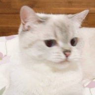 Jemmiy