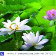 ha_anh