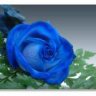 greenrose198x