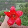 Mạnh Tuấn